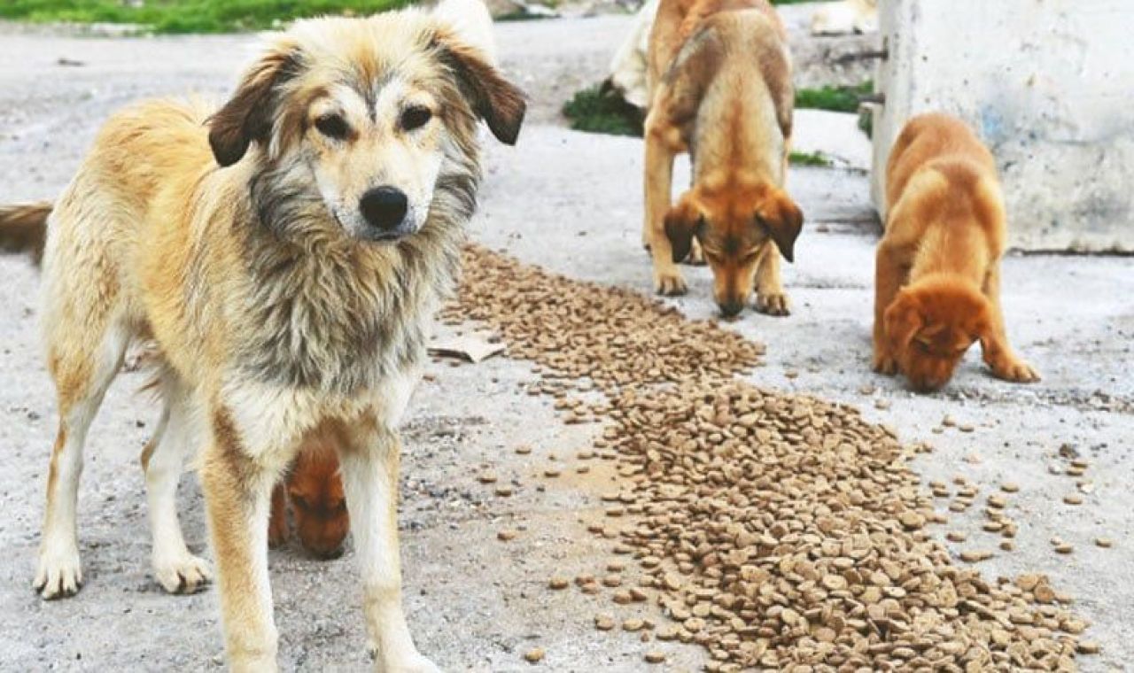 Son dakika | Sokak hayvanlarıyla ilgili düzenleme komisyondan geçti! - 1. Resim