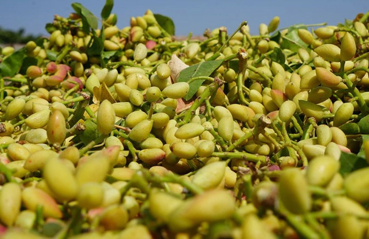 Altın ile yarışıyor, fiyatı yüzleri güldürüyor! Kilis'te boz fıstığın hasadı başladı