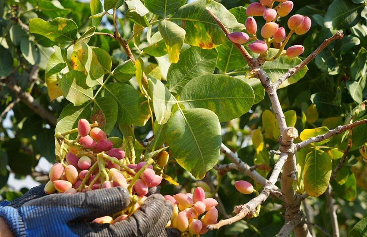 Altın ile yarışıyor, fiyatı yüzleri güldürüyor! Kilis'te boz fıstığın hasadı başladı