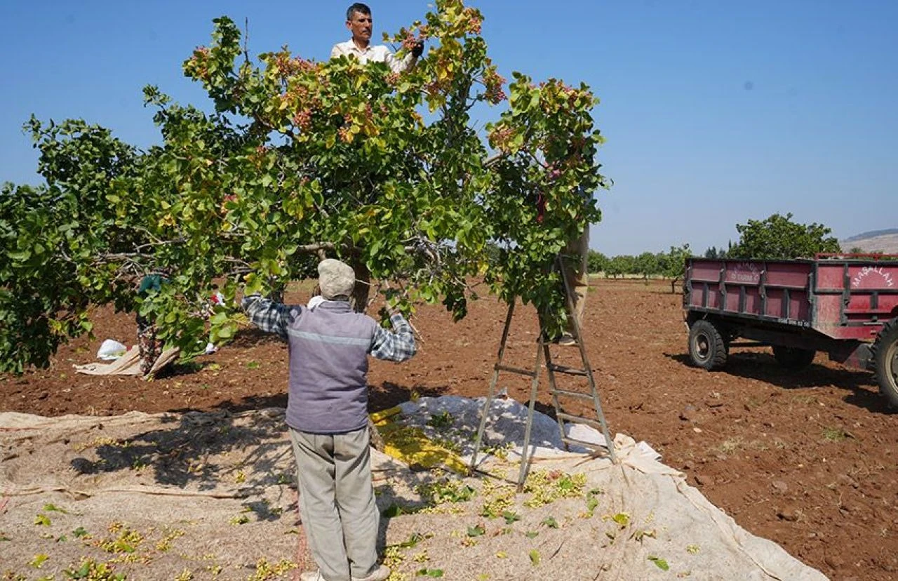 Altın ile yarışıyor, fiyatı yüzleri güldürüyor! Kilis'te boz fıstığın hasadı başladı