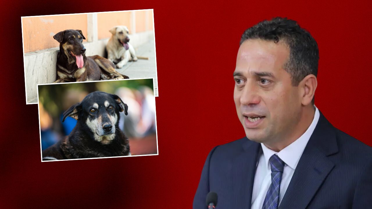 CHP Grup Başkanvekili Ali Mahir Başarır'dan sokak hayvanları açıklaması: Belediyelerimiz bu yasayı uygulamayacak! - Politika