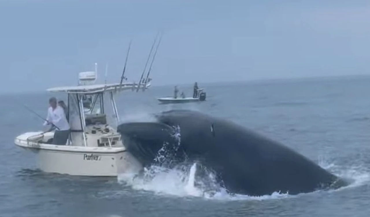 Korku dolu anlar! Balina balıkçı teknesini alabora etti - 1. Resim