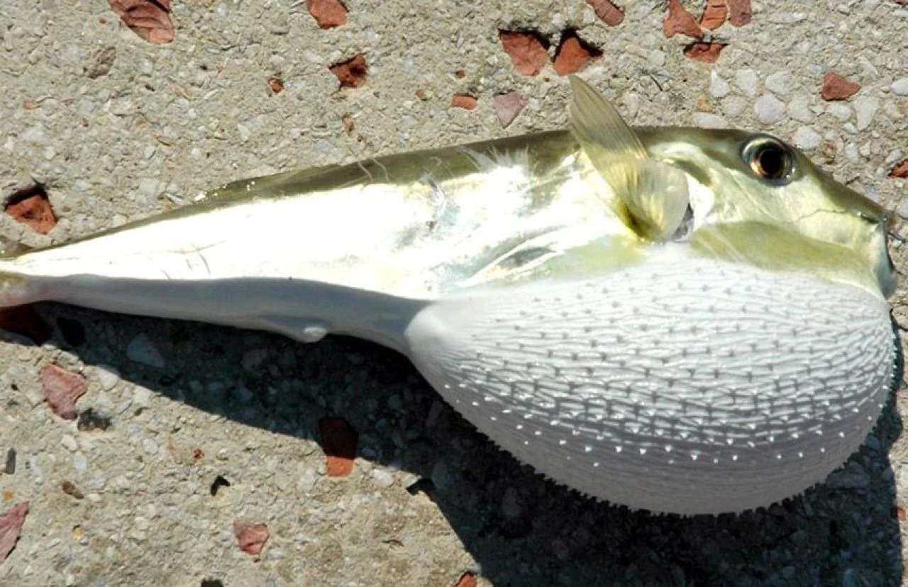 Aşırı zehirli olan 5 yiyecek! Doğru hazırlanmazsa felç bırakır hatta öldürür - 1. Resim