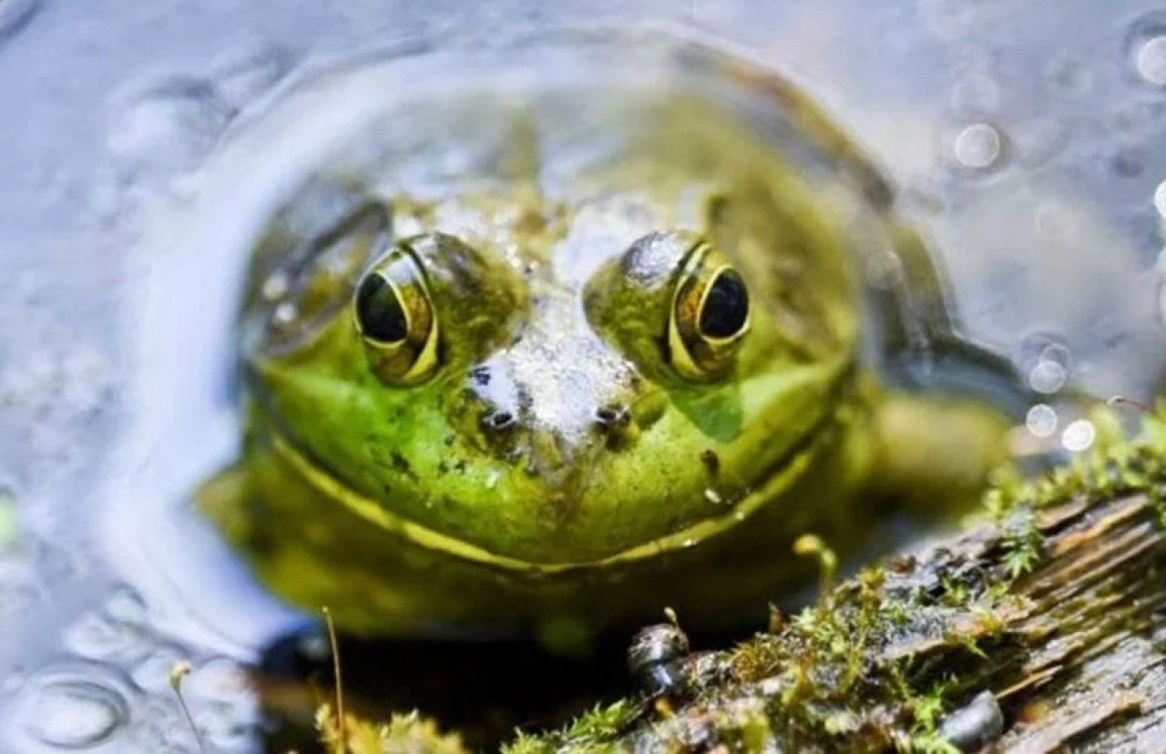 Aşırı zehirli olan 5 yiyecek! Doğru hazırlanmazsa felç bırakır hatta öldürür - 5. Resim