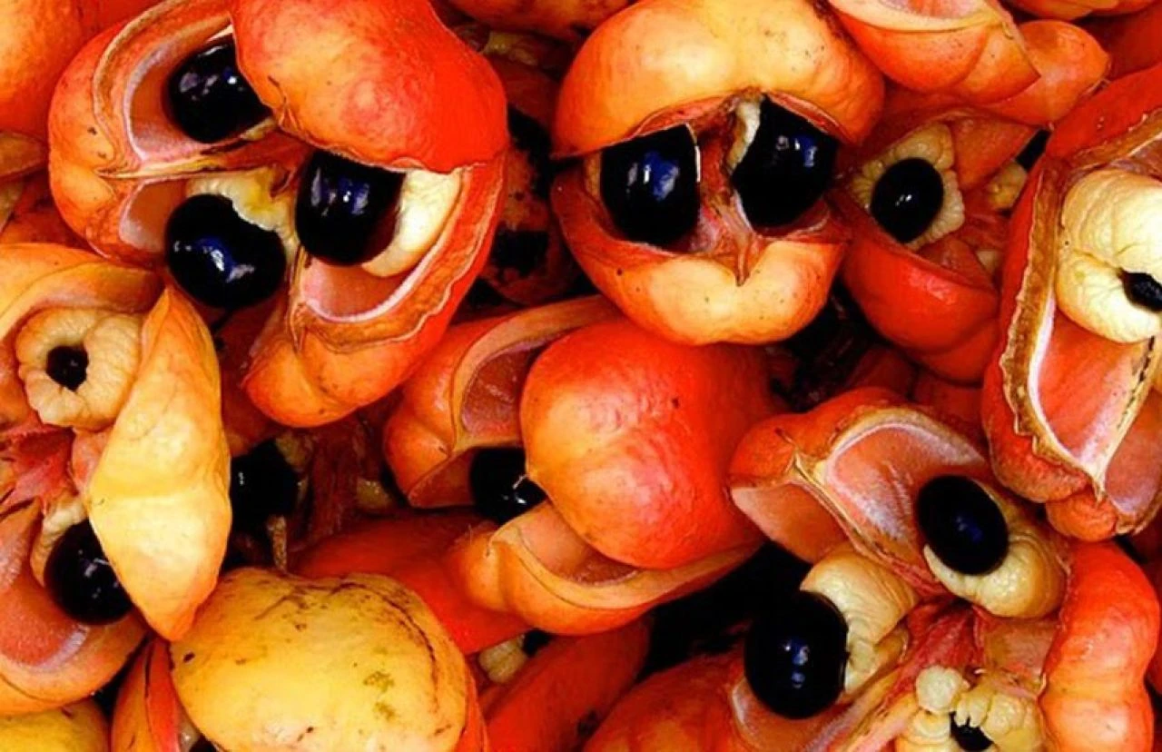 Aşırı zehirli olan 5 yiyecek! Doğru hazırlanmazsa felç bırakır hatta öldürür - 4. Resim