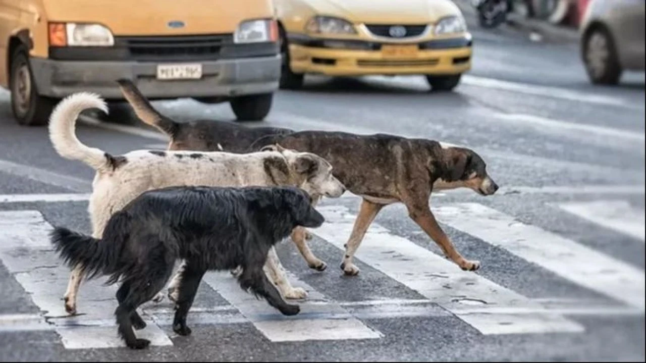 Sahipsiz köpek sayısı açıklandı! 2030 yılında korkutan sayılara ulaşacak! - 1. Resim