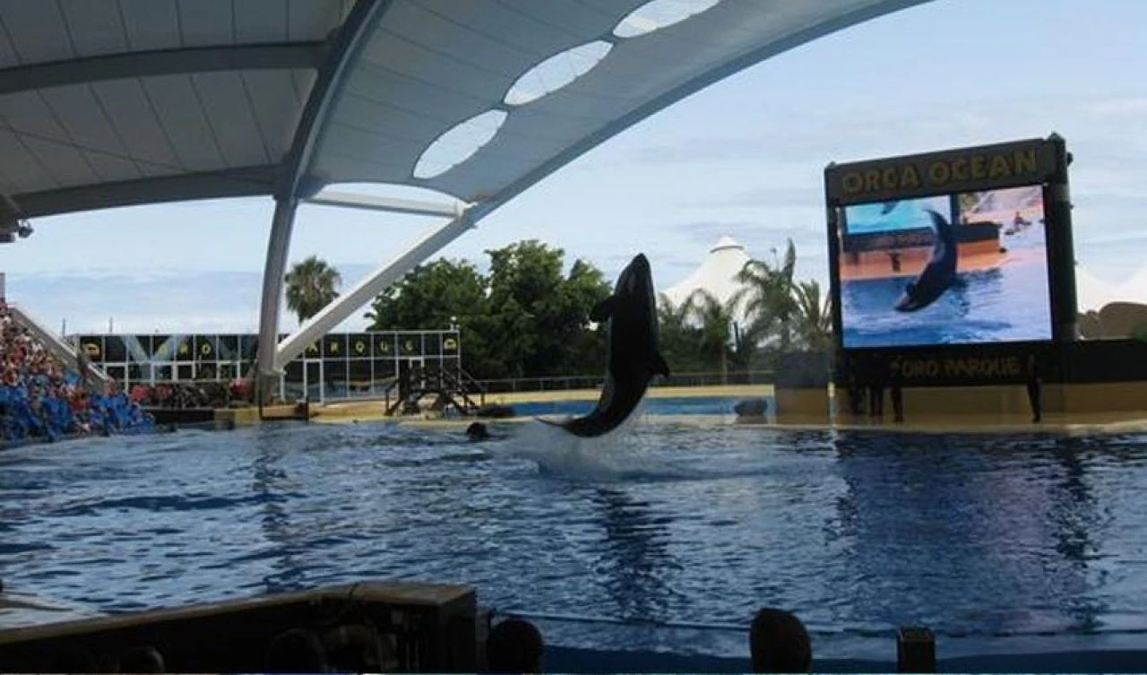 Şovu izlemeye gelen seyirciler şoke oldu! Orka kendi eğitmenini vahşice öldürdü