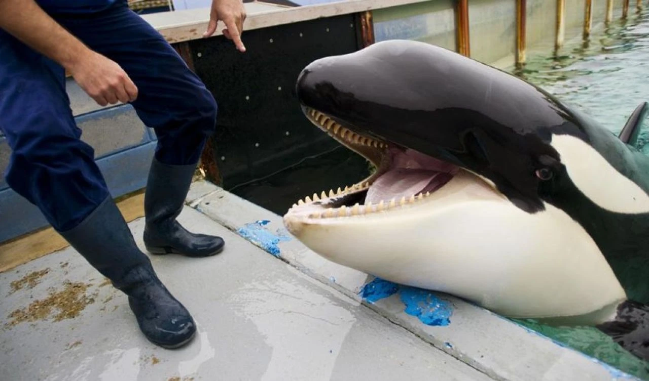 Şovu izlemeye gelen seyirciler şoke oldu! Orka kendi eğitmenini vahşice öldürdü
