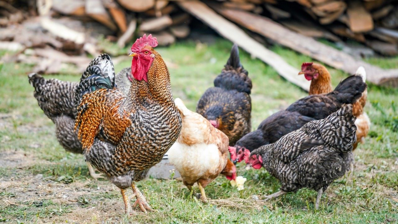 Tavukların duyguları keşfedildi: Korkunca ve heyecanlanınca kızarıyorlar