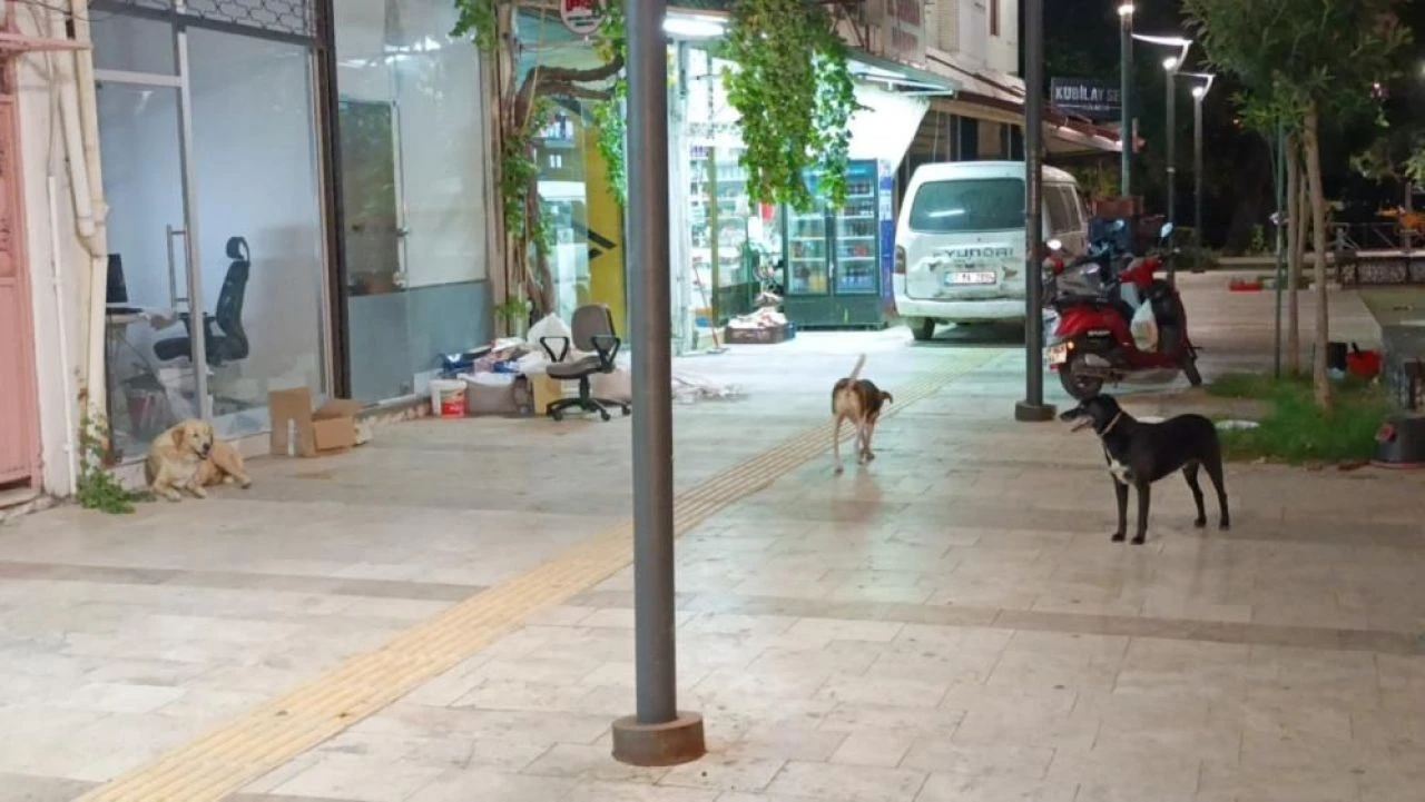 Yer Antalya! Başıboş köpekler yine dehşet saçtı! Bir anda bacağından ısırdı - 2. Resim