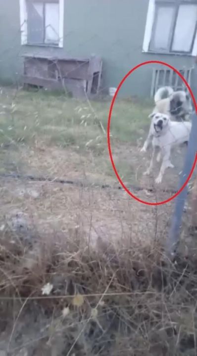 Bu kez yer Bursa! Kangal köpeği az kalsın öldürüyordu! Kulağı koptu, 100 dikiş atıldı - 4. Resim