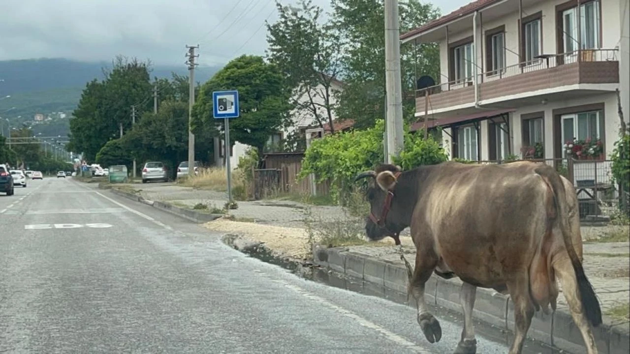 İnek araçlara aldırış etmedi! Trafiği tehlikeye düşürdü - 2. Resim