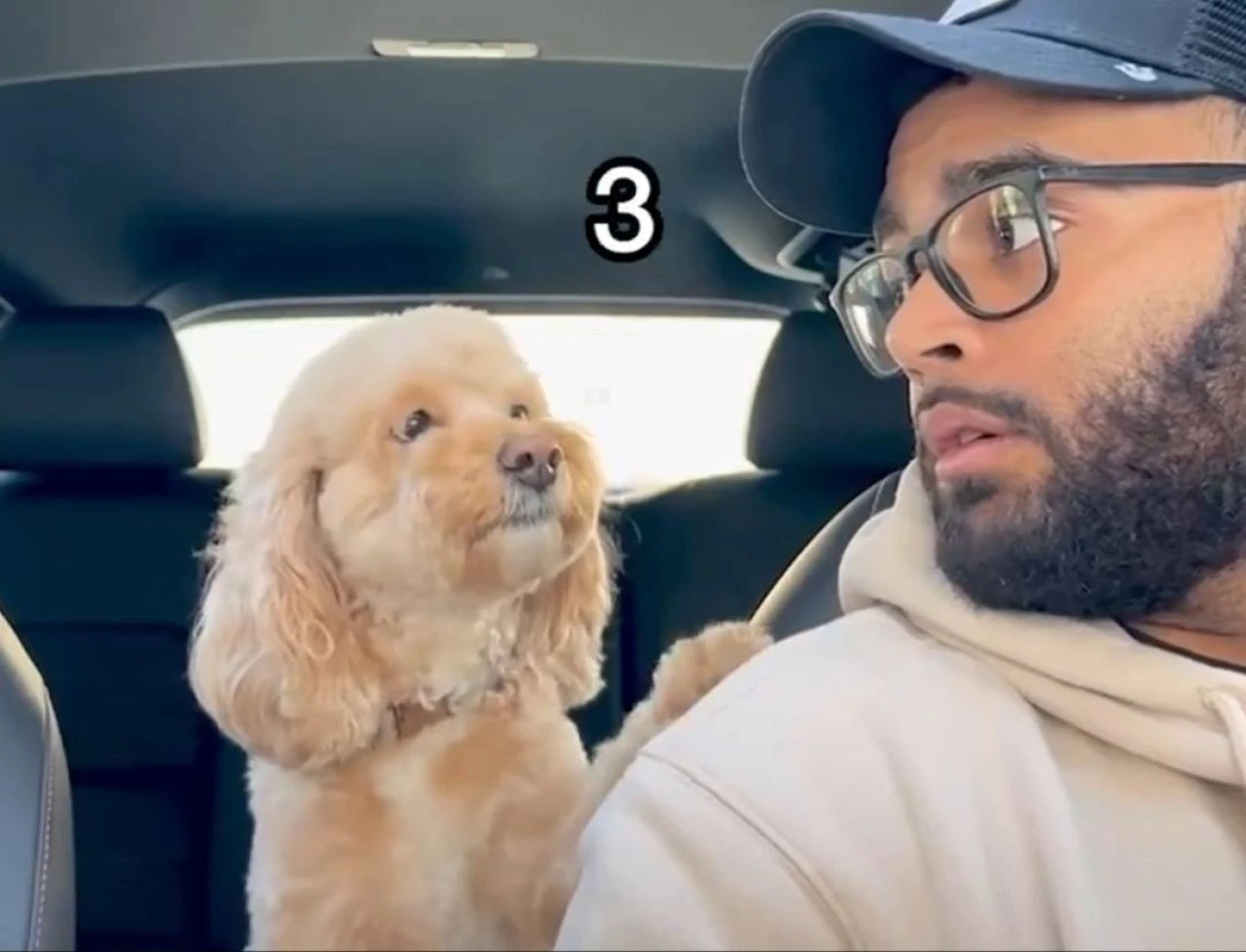 Matematik dehası köpek! Dört işlem yapabilen köpek sevimliliğiyle sosyal medyada gündem oldu - 2. Resim