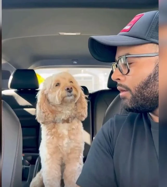 Matematik dehası köpek! Dört işlem yapabilen köpek sevimliliğiyle sosyal medyada gündem oldu - 1. Resim