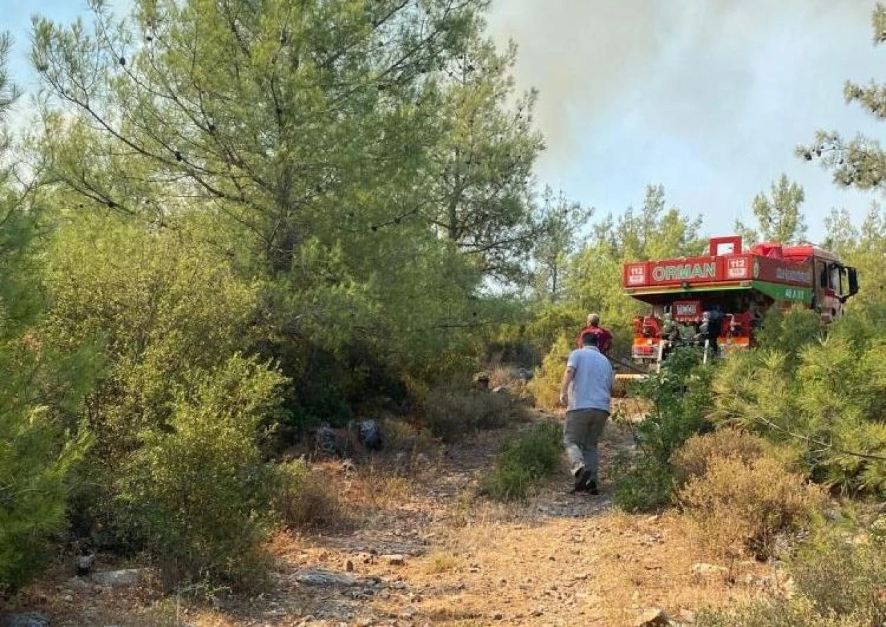Milas'ta orman yangını: Havadan ve karadan müdahale sürüyor
