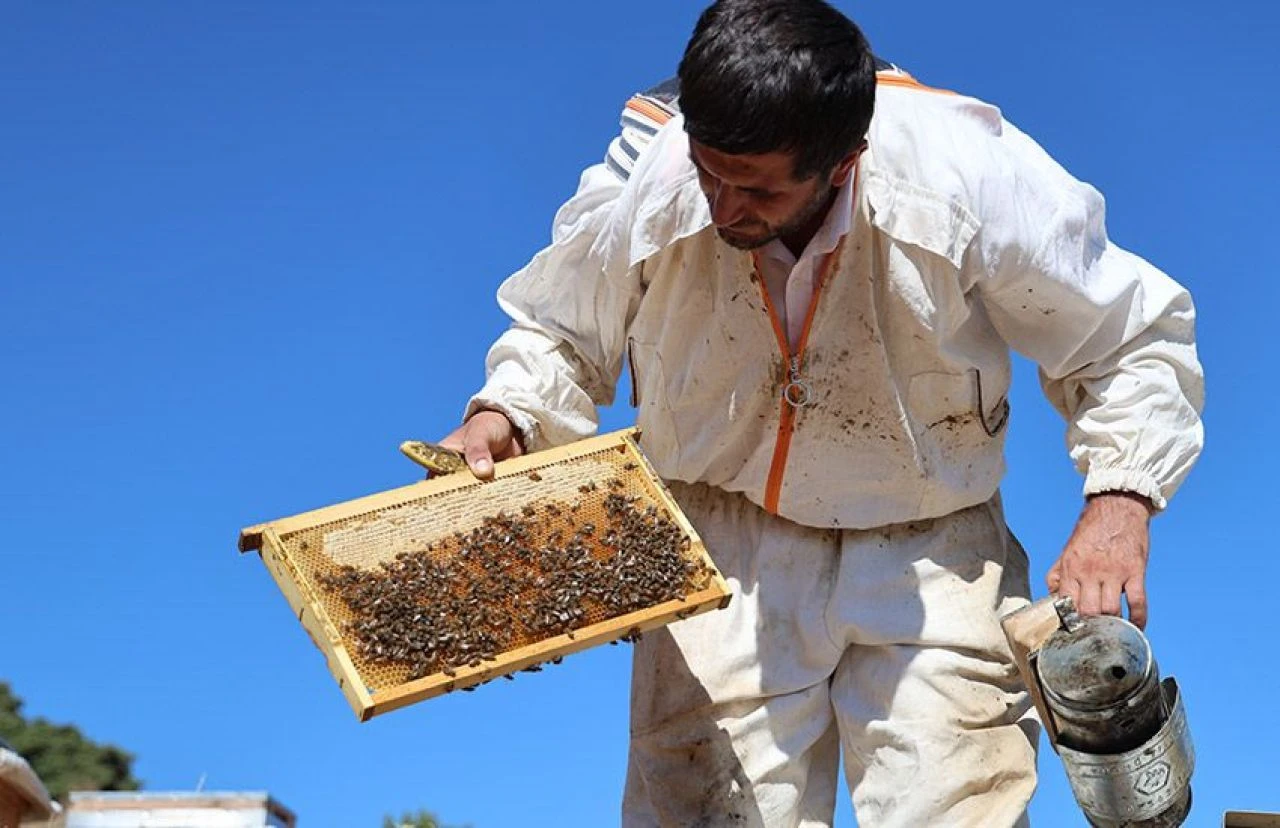 Arıcılardan küresel ısınma isyanı: Rekolte bin tondan 500 tona düştü