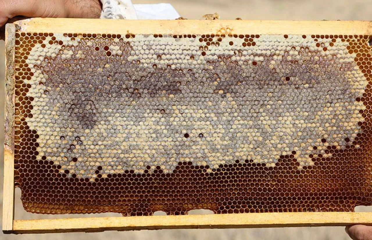Arıcılardan küresel ısınma isyanı: Rekolte bin tondan 500 tona düştü