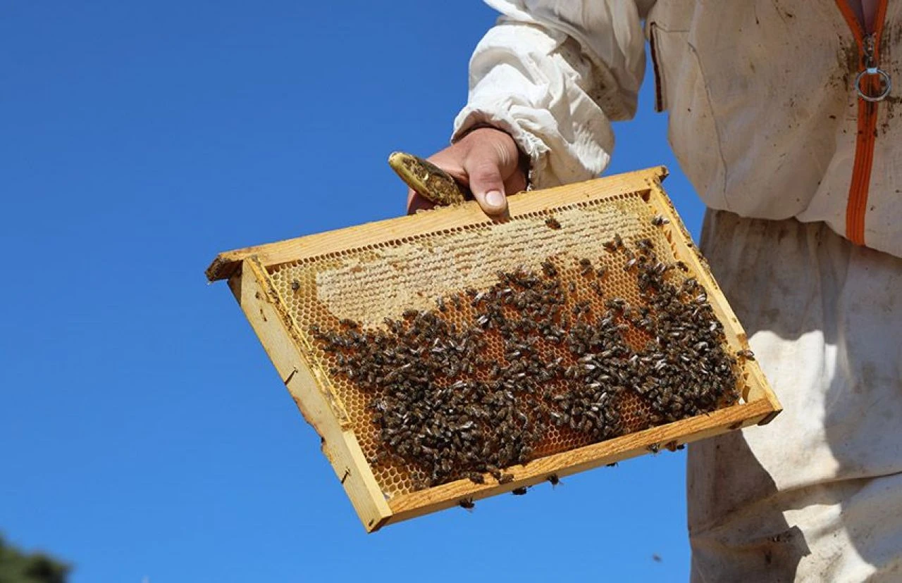 Arıcılardan küresel ısınma isyanı: Rekolte bin tondan 500 tona düştü