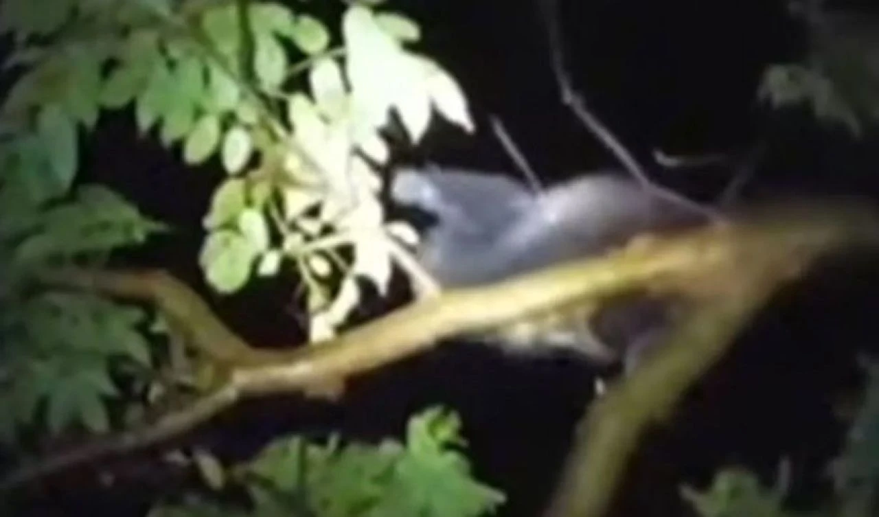 Efsanevi canavar 'Mona Bruja' gerçek olabilir! Bölge sakinleri evlerinden çıkamıyor - 2. Resim