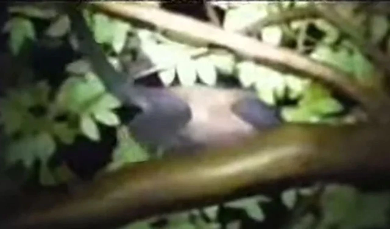 Efsanevi canavar 'Mona Bruja' gerçek olabilir! Bölge sakinleri evlerinden çıkamıyor - 1. Resim