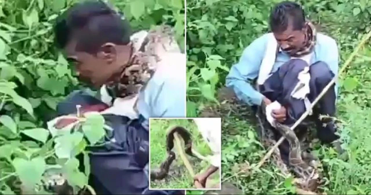 Tuvaletini yapmak isteyen adamı 5 metrelik piton pişman etti! İşte ölümden döndüğü anlar - 3. Resim