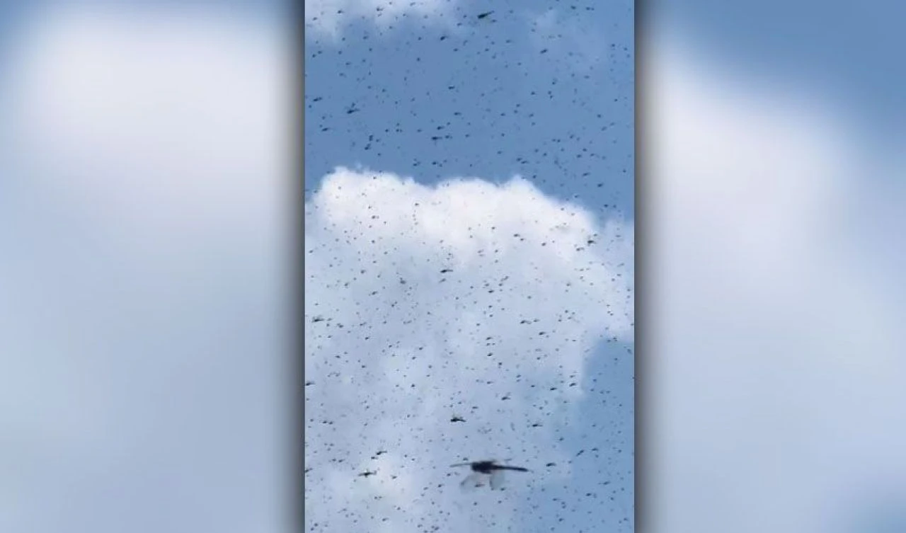 Sayısı milyarları bulabilen yusufçuklar plaja indi! Ortaya ilginç görüntüler çıktı