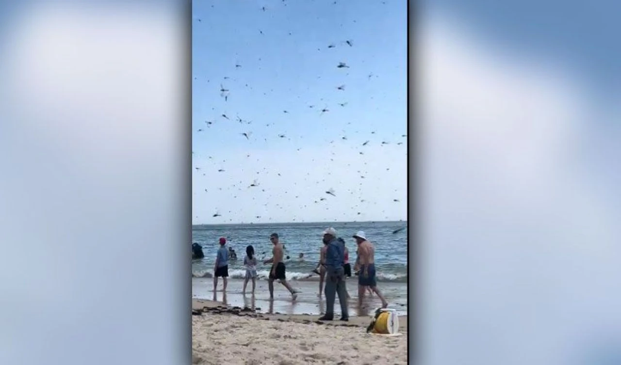Sayısı milyarları bulabilen yusufçuklar plaja indi! Ortaya ilginç görüntüler çıktı