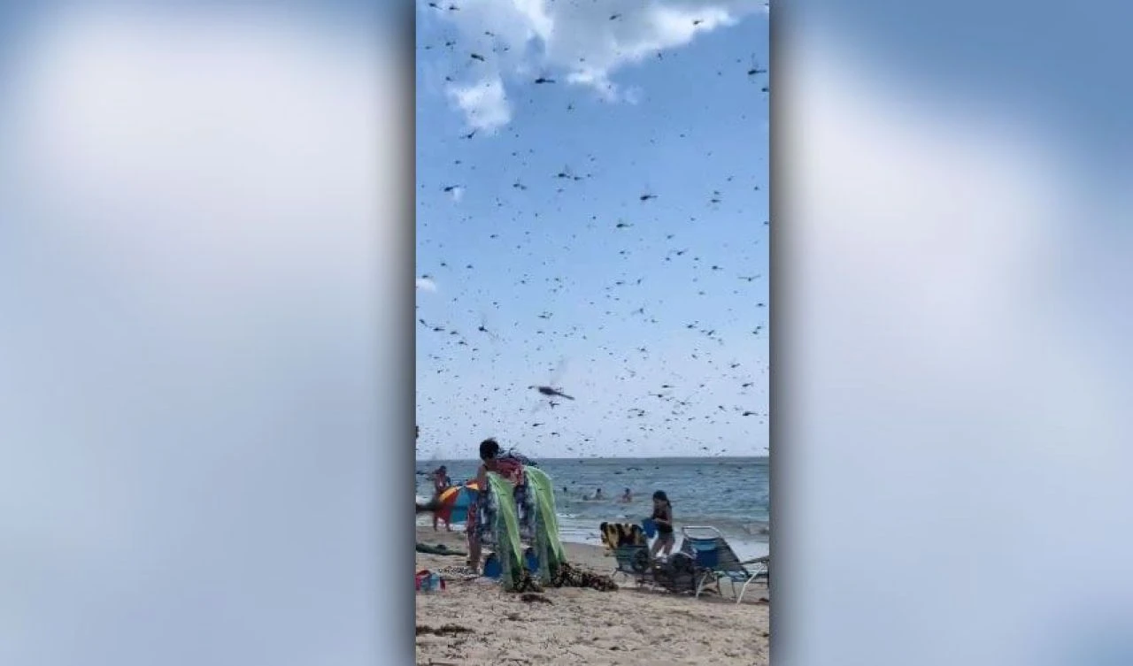 Sayısı milyarları bulabilen yusufçuklar plaja indi! Ortaya ilginç görüntüler çıktı