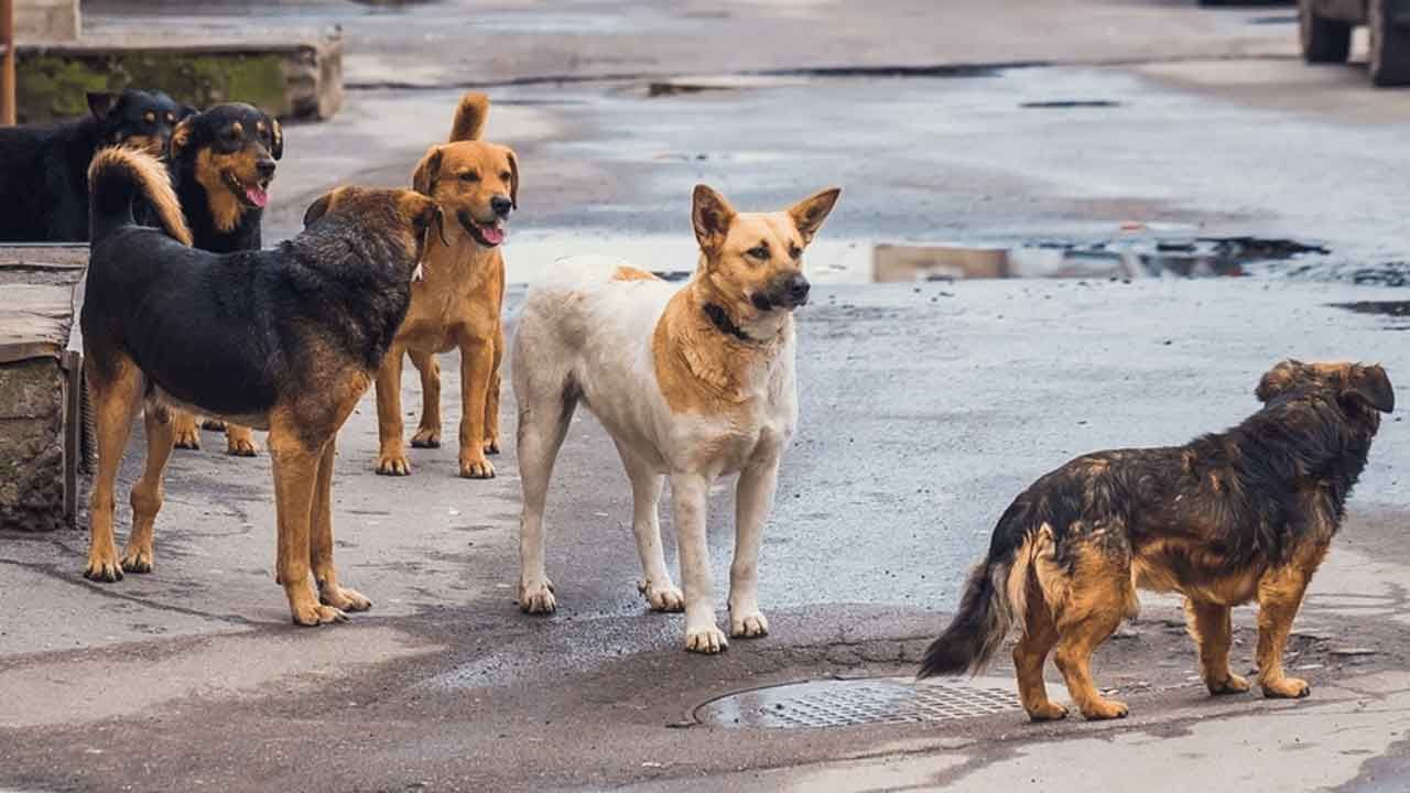 Sokak hayvanları düzenlemesi Meclis&#039;te: İlk 5 madde kabul edildi