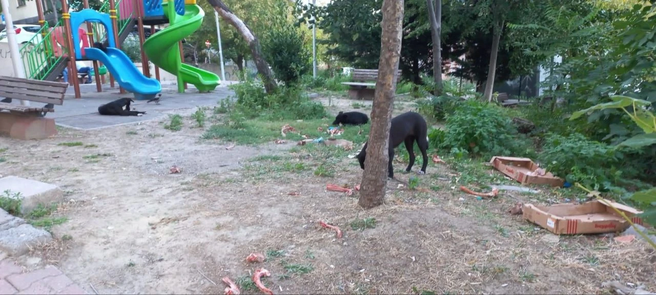 Sokak köpeğinin saldırısına uğrayan kadın büyük korku yaşadı - 1. Resim