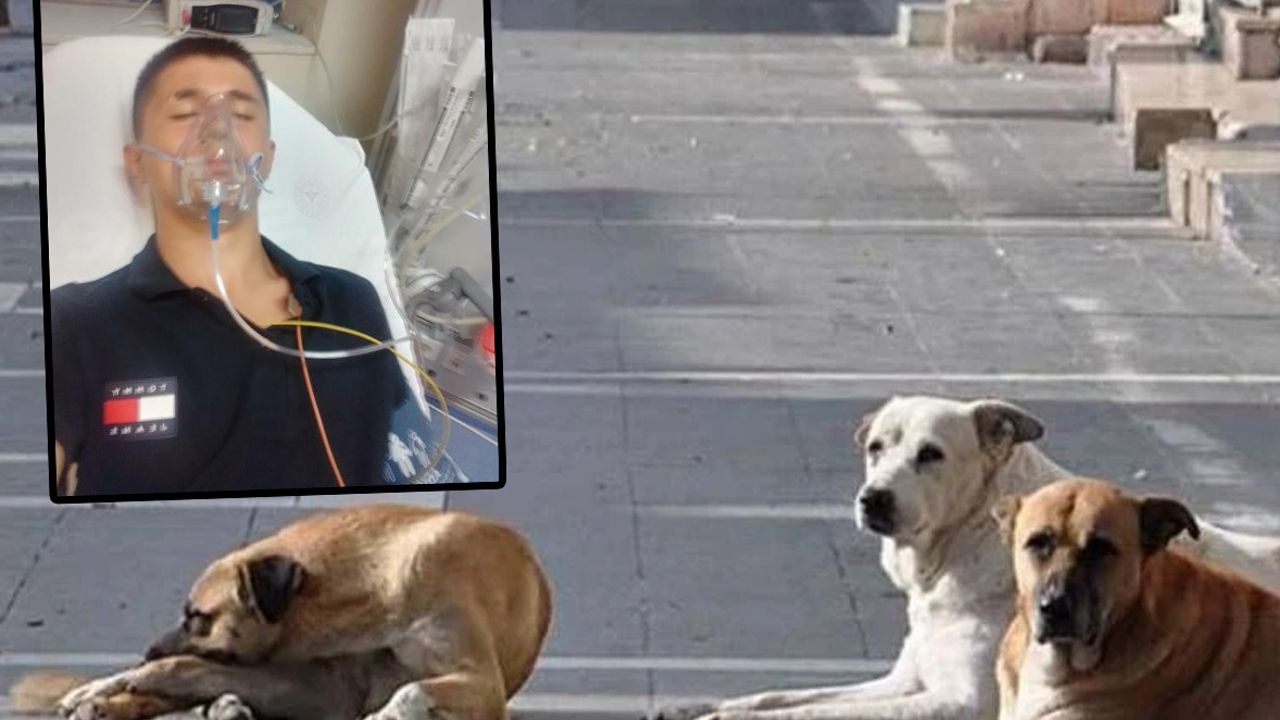 Başıboş köpek dehşet saçtı: Duvardan düştü, demire saplandı! Küçük çocuk yaşadığı korkuyu anlattı