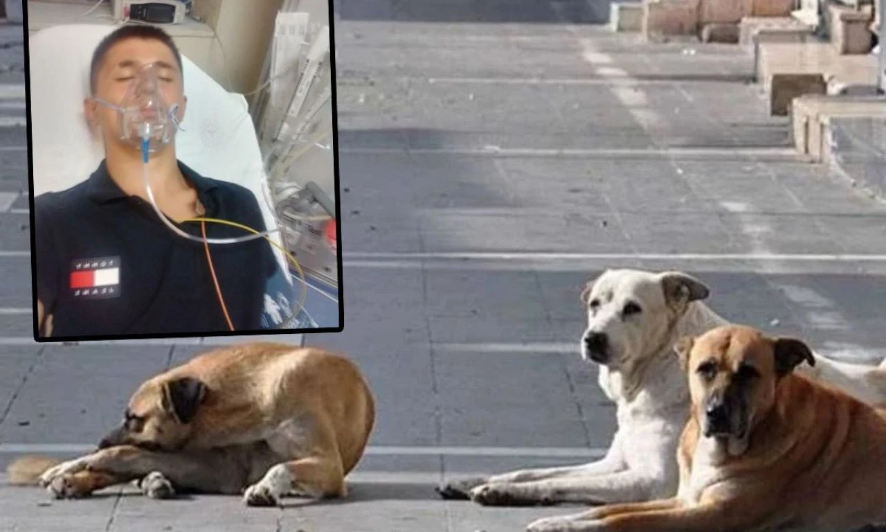 Başıboş köpek dehşet saçtı: Duvardan düştü, demire saplandı! Küçük çocuk yaşadığı korkuyu anlattı - 1. Resim