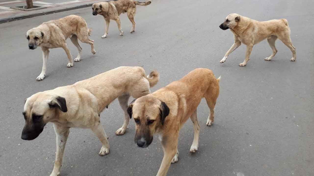 Tüm maddeler kabul edildi! Sahipsiz hayvanlara yönelik kanun teklifi yasalaştı