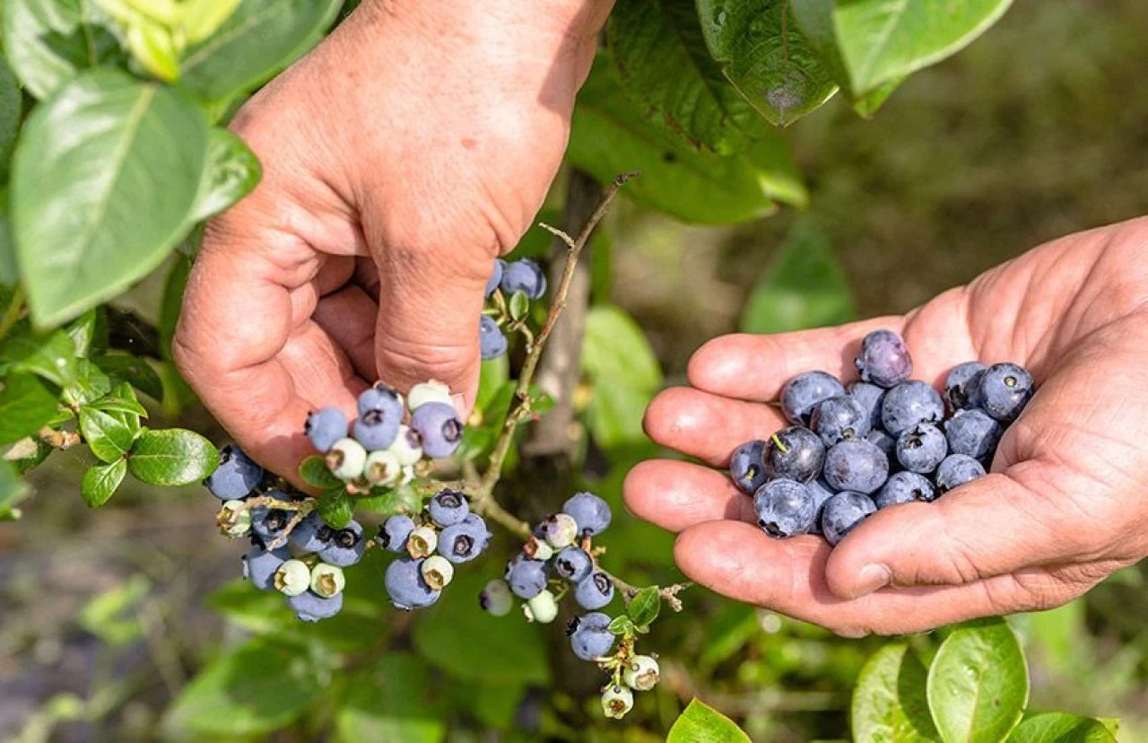 Türkiye'den 70 ülkeye yollanıyor! Tropikal meyve ihracatı yüzde 12 arttı, hedef 25 milyon dolar - 2. Resim