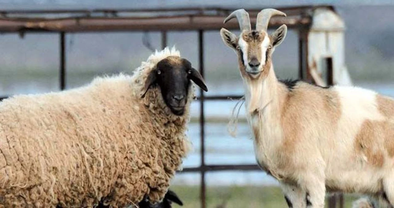 Yunanistan'da koyun-keçi vebası hızla yayılıyor! Hayvancılık tehdit altında - 1. Resim