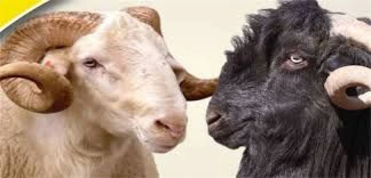 Yunanistan'da koyun-keçi vebası hızla yayılıyor! Hayvancılık tehdit altında - 2. Resim