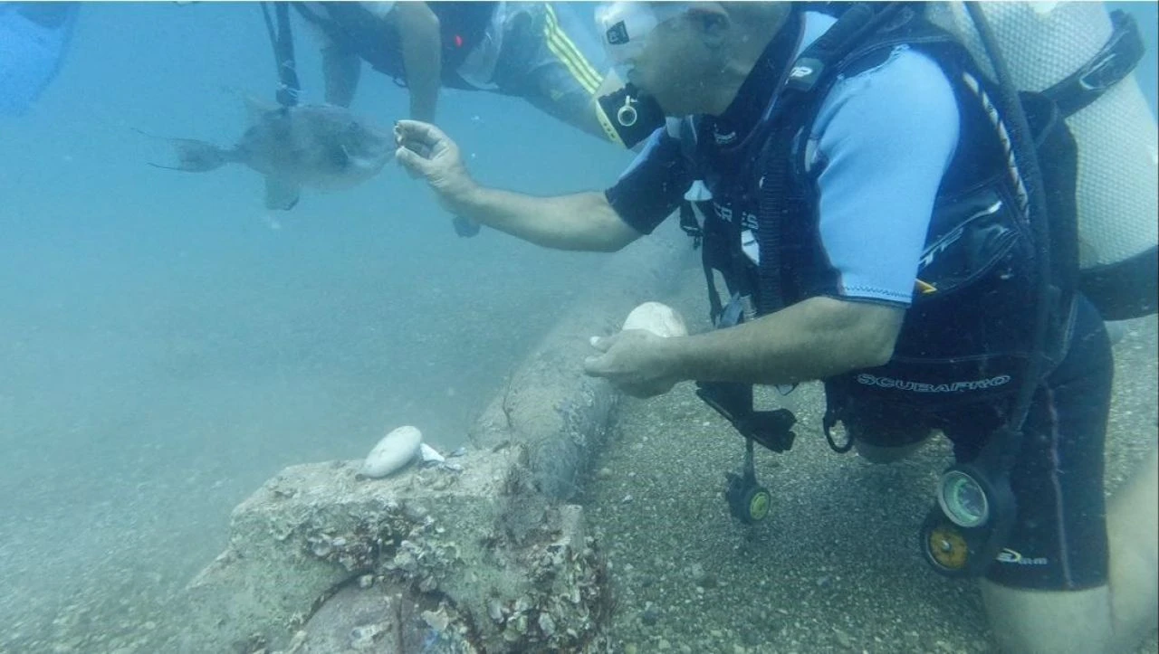 Su altında domuz balığını beslerken şoke oldu! - 1. Resim