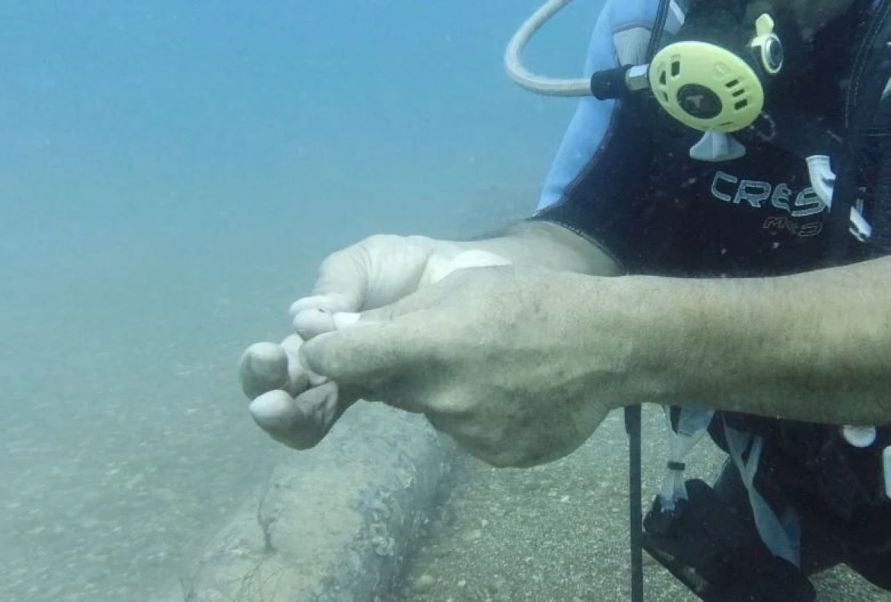 Su altında domuz balığını beslerken şoke oldu! - 2. Resim