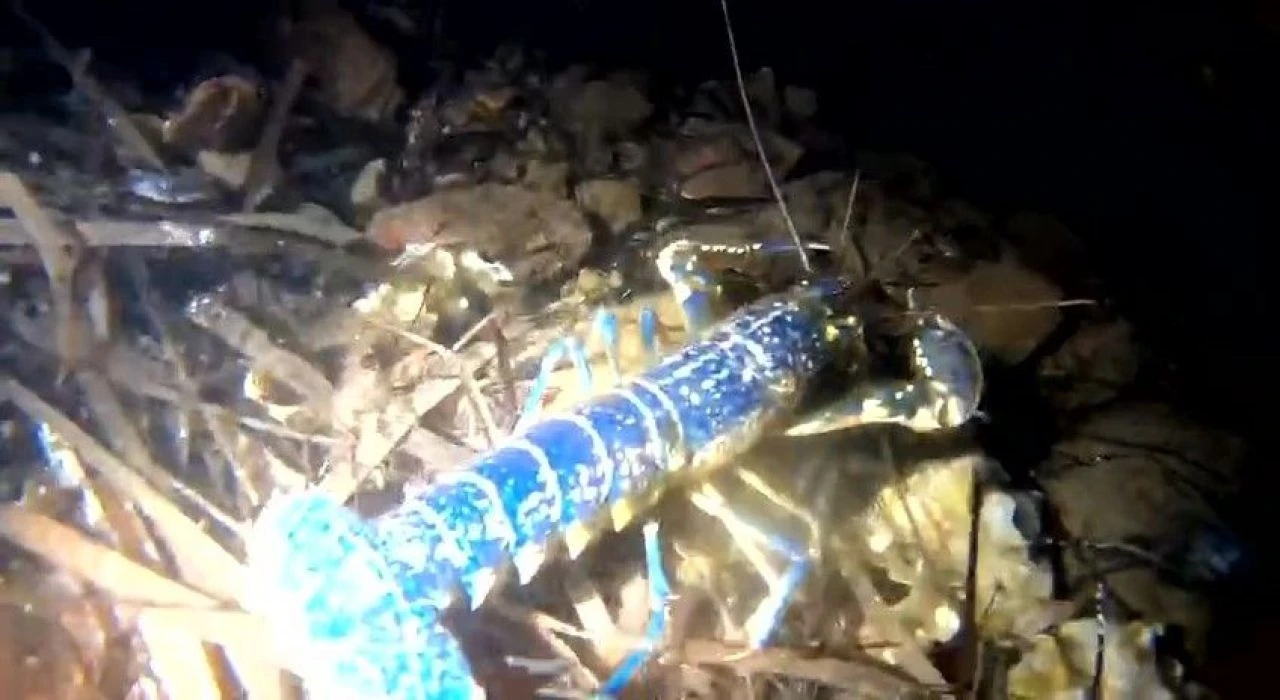 200 milyonda bir görülüyor! Hayalet ağlara takıldı