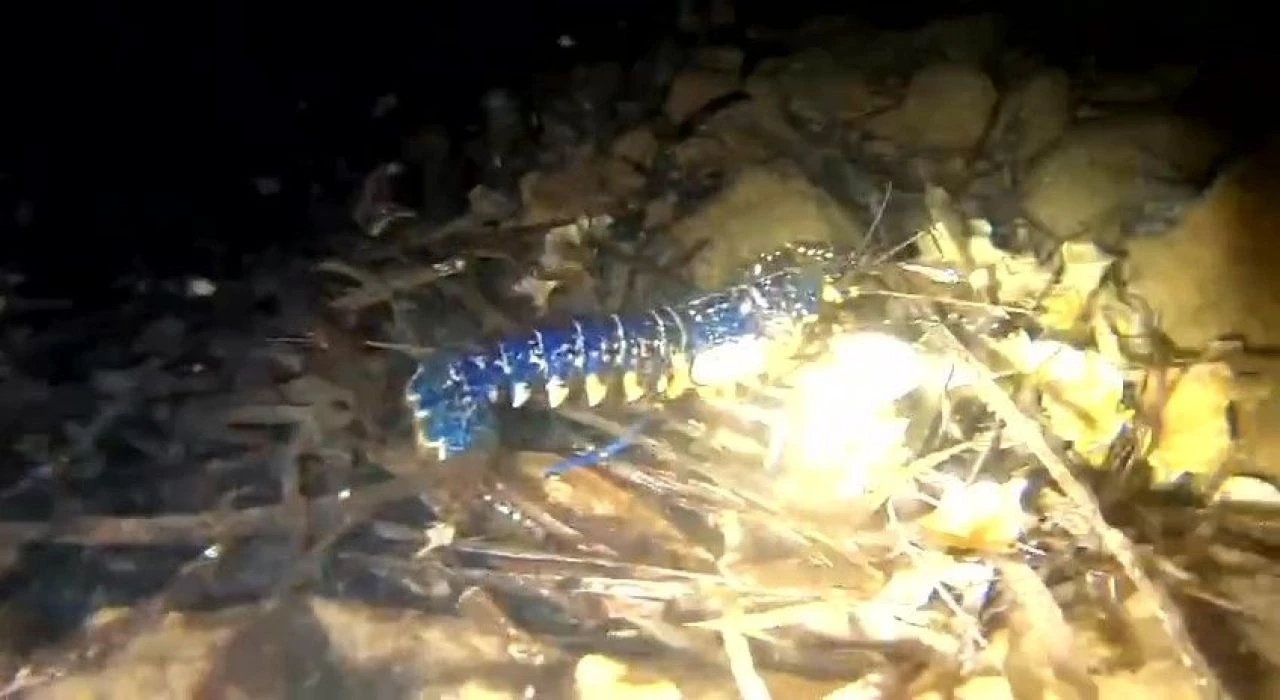 200 milyonda bir görülüyor! Hayalet ağlara takıldı