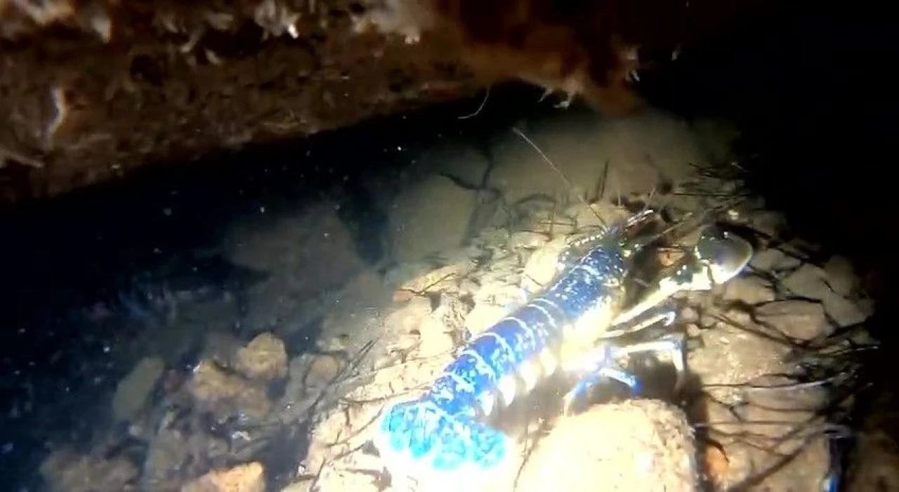 200 milyonda bir görülüyor! Hayalet ağlara takıldı