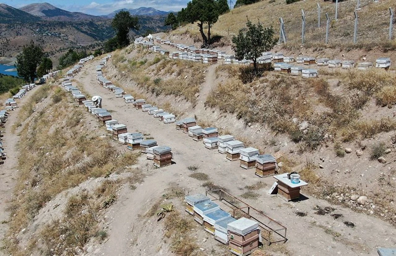 Altın fiyatı ile yarışıyor! Kısırlık, kalp ve kolesterole iyi geliyor: Arı sütü 100 gram fiyatıyla şaşırttı - 1. Resim