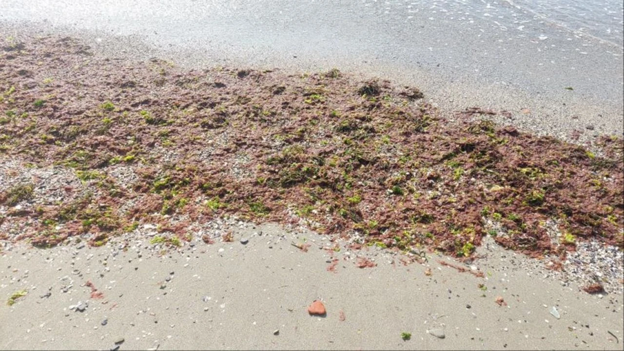 Marmara Denizi'nde korkutan görüntü! Alarm verildi, yetkililerden açıklama gecikmedi