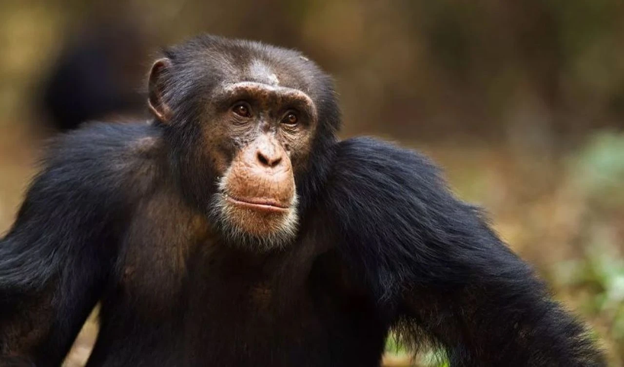 Maymunlar Cehennemi gerçek oluyor! Şempanzeler insanlarla konuşmaya başladı