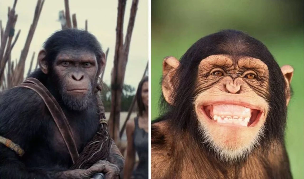 Maymunlar Cehennemi gerçek oluyor! Şempanzeler insanlarla konuşmaya başladı