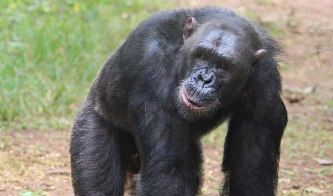 Maymunlar Cehennemi gerçek oluyor! Şempanzeler insanlarla konuşmaya başladı