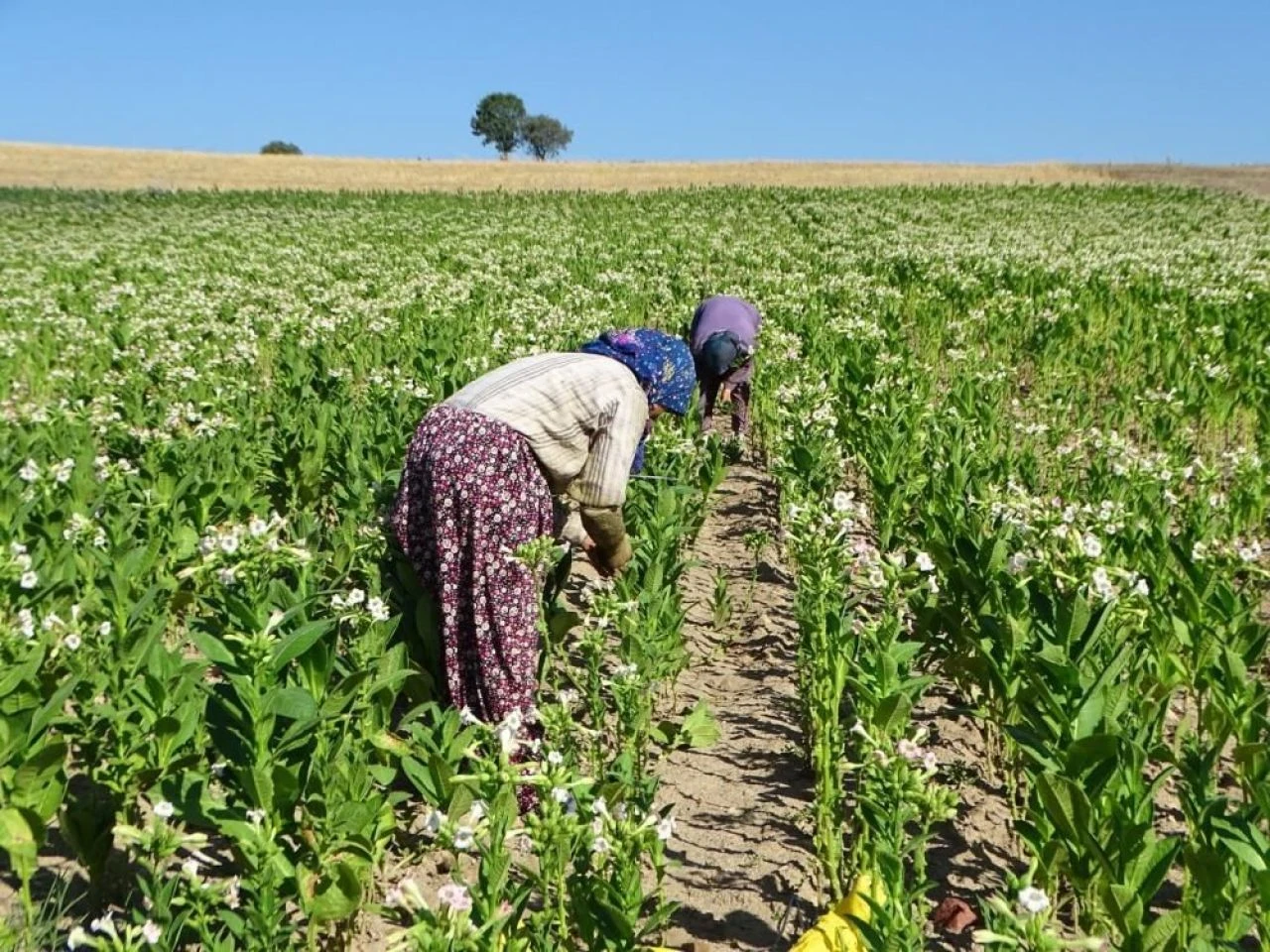 Tütün üreticisi sayısı düştü: Yeni sezonun fiyat beklentisi belli oldu!