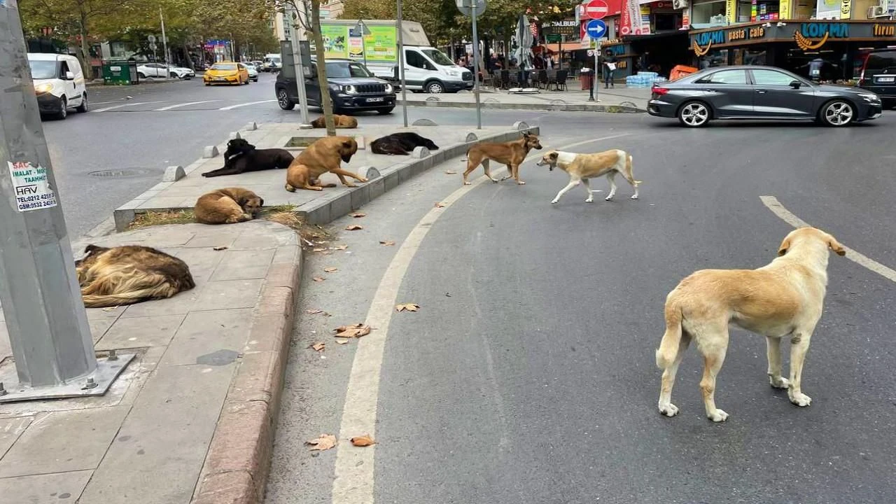 Başıboş köpek düzenlemesi yürürlüğe girdi - 1. Resim