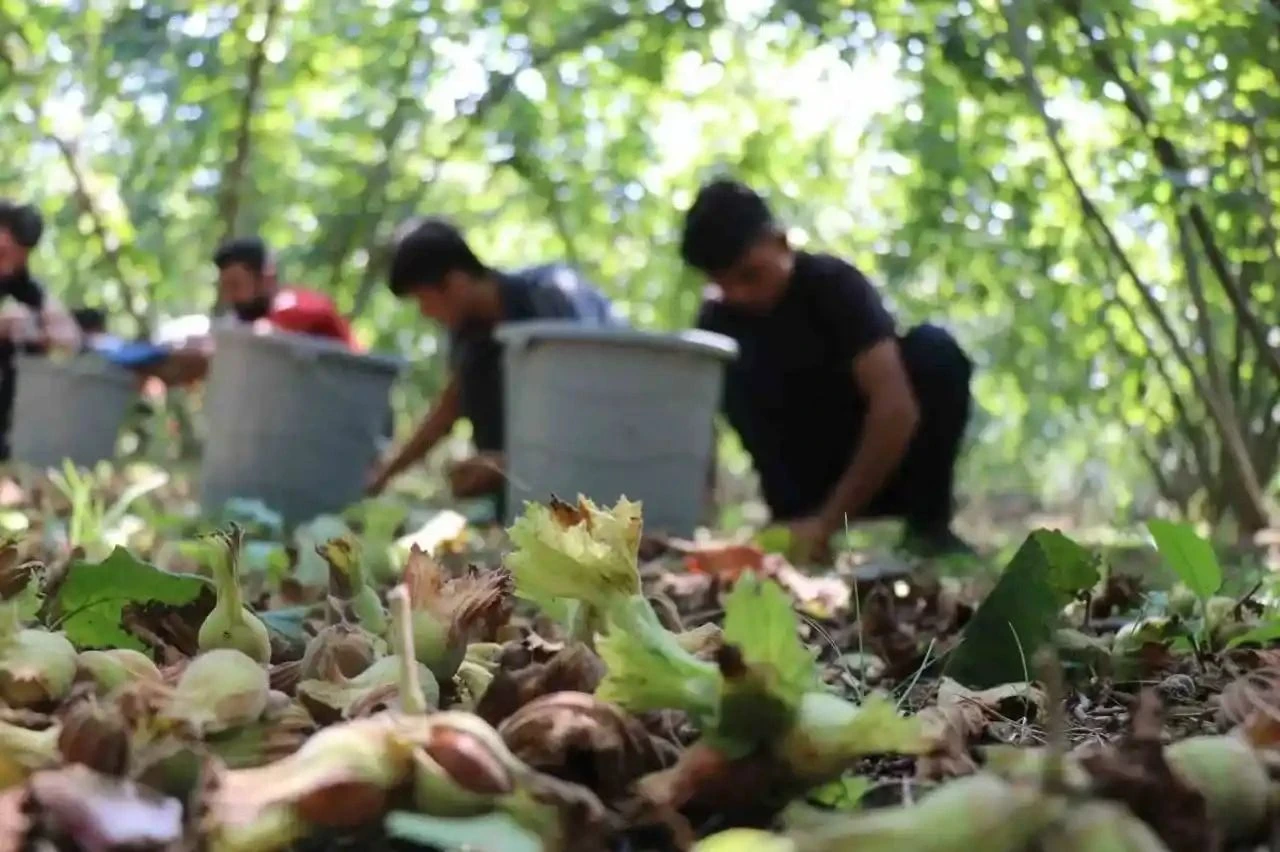 Kabuklu fındık alım fiyatları belli oldu! Tarım ve Orman Bakanlığı duyurdu - 1. Resim