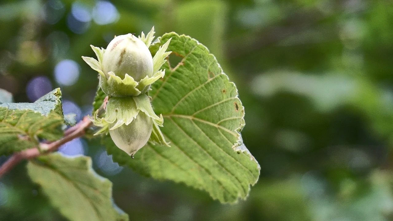 Kabuklu fındık alım fiyatları belli oldu! Tarım ve Orman Bakanlığı duyurdu - 2. Resim